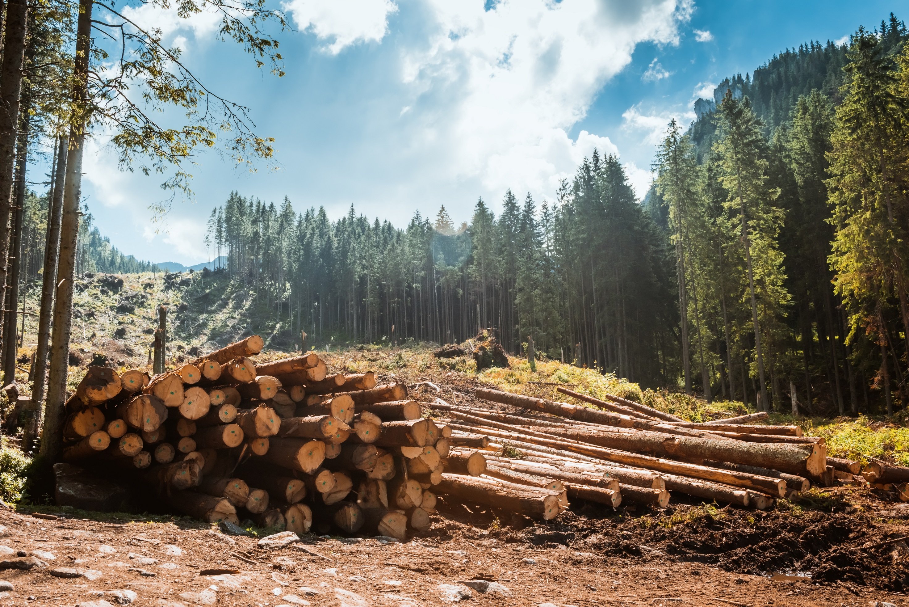Felled trees in the forest. Felled trees in the forest.