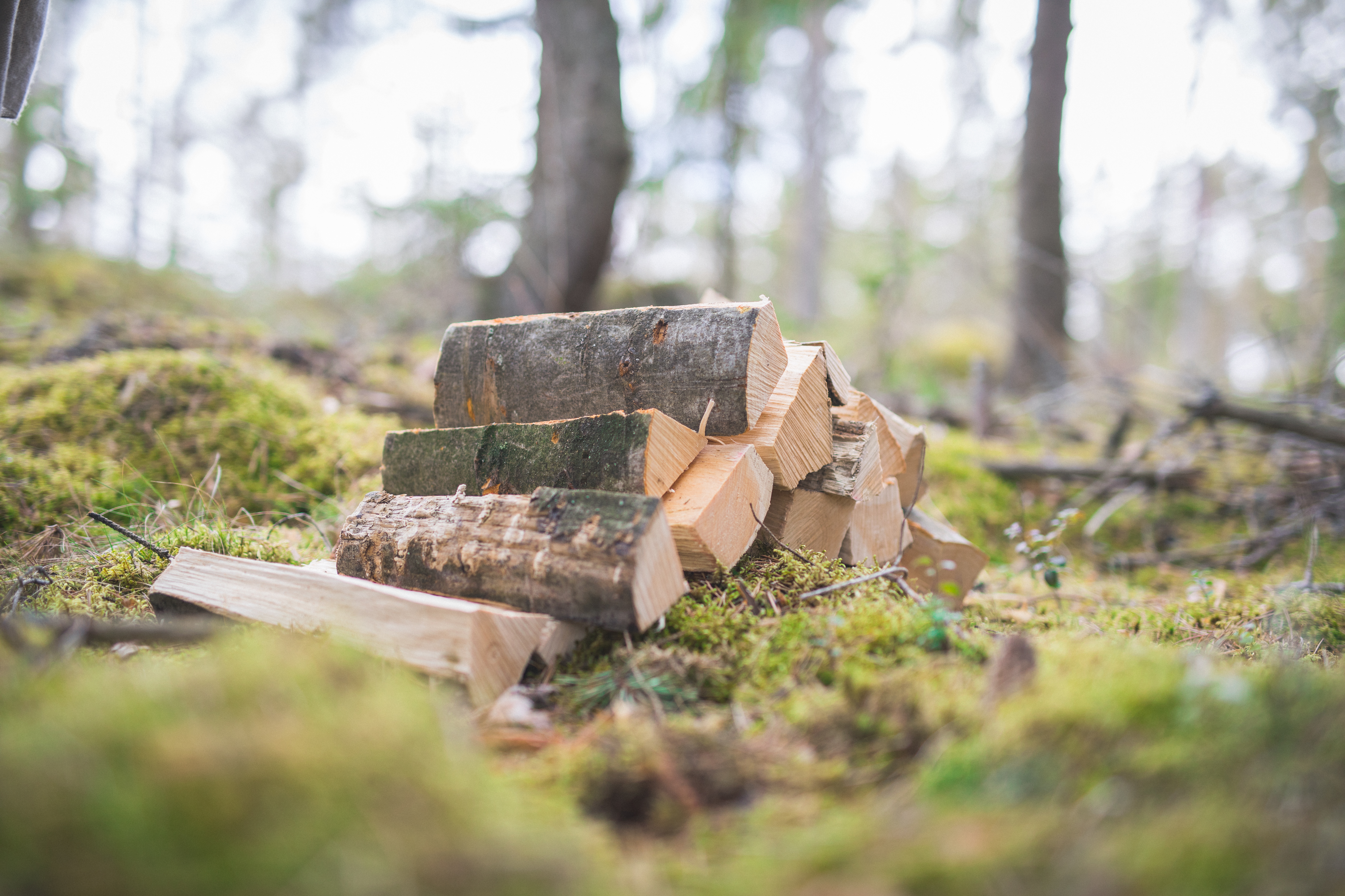 Firewood in the forest Firewood in the forest